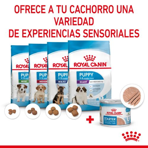 195 g Royal Canin Starter Mommy & Baby mousse latas para c&atilde;es, , large Imagem n&uacute;mero 5
